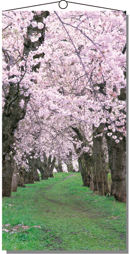 タペストリー 桜新緑