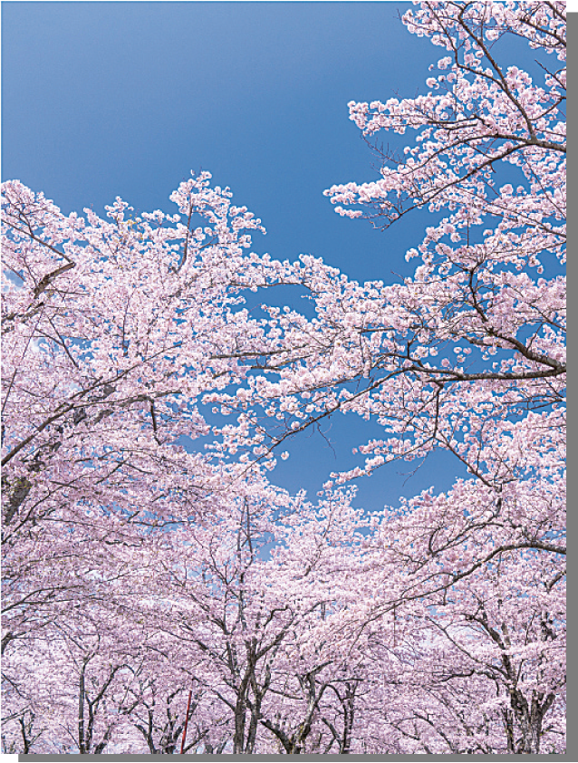 バックスクリーンシート 桜