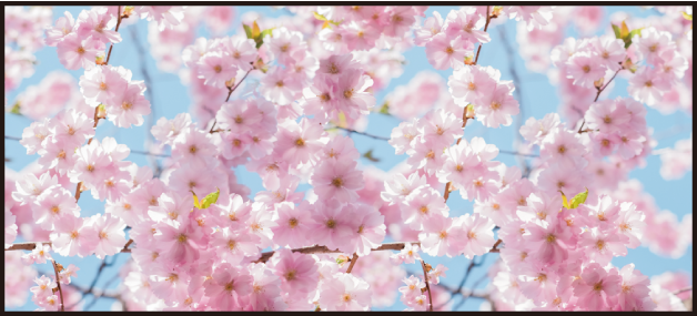 ディスプレイシート 桜