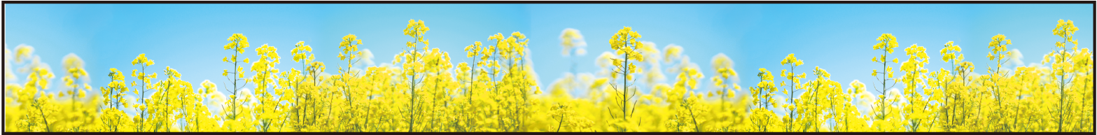 ロール幕 菜の花青空