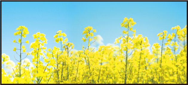 ディスプレイシート 菜の花青空