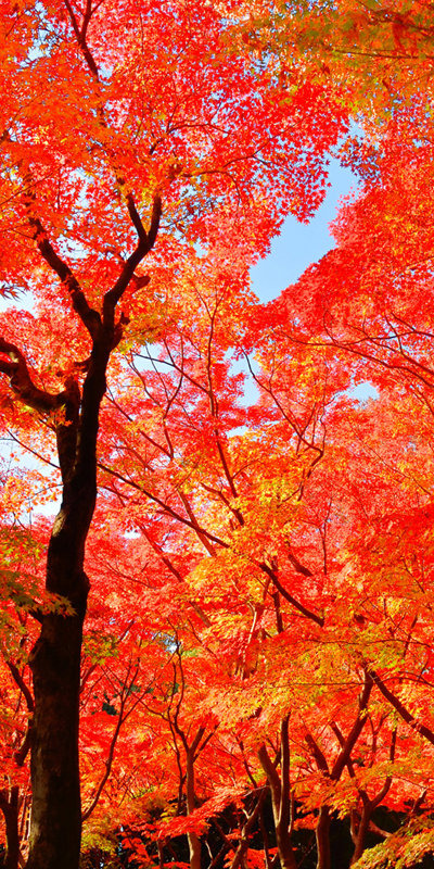 タペストリー(防炎)山紅葉