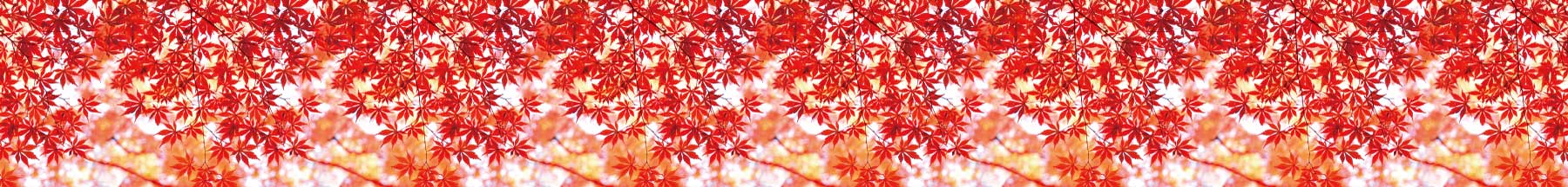 ロール幕 もみじ(写真柄)