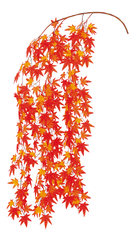 大枝シダレ紅葉