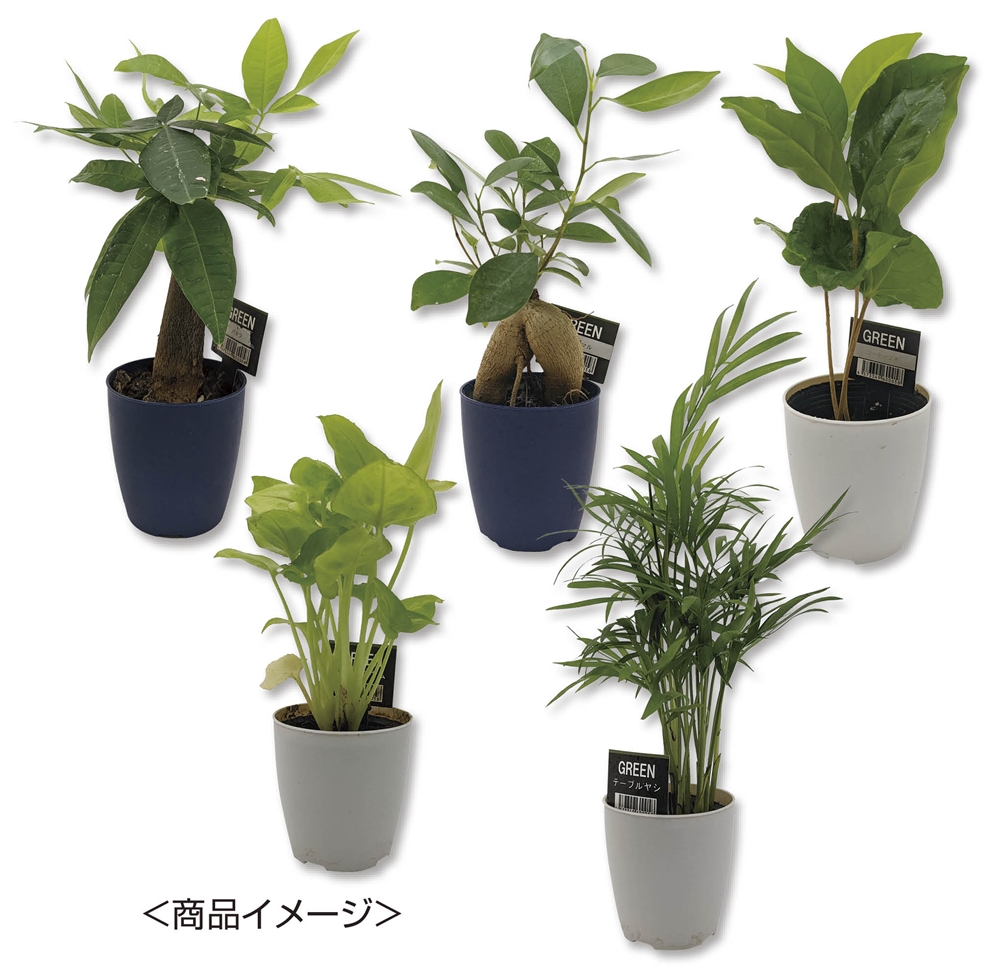 ミニ観葉セレクションおまかせアソート１個
