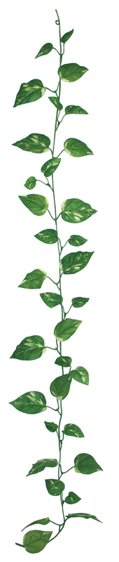 レギュラーガーランド ポトス