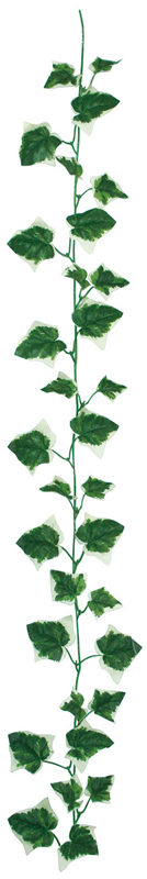 レギュラーガーランド オランダアイビー