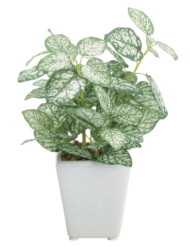 ミニポット ペペロミア