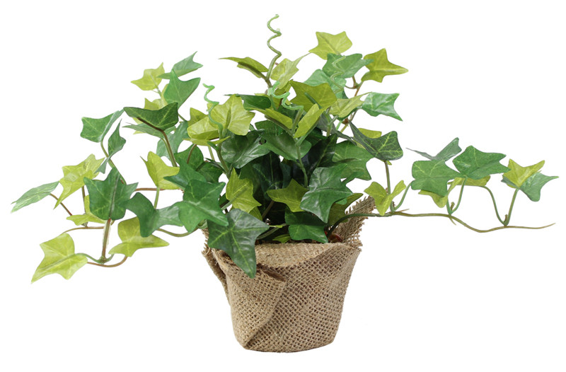 ミニポット アイビー