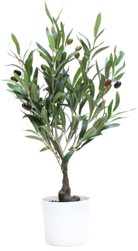 60cmオリーブツリー