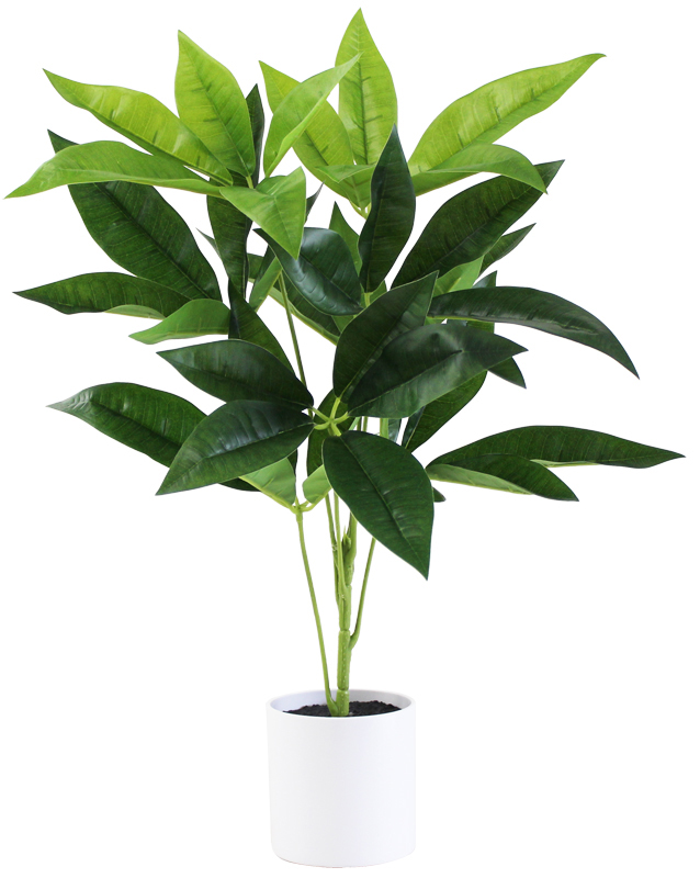 50cmフォーチューンツリー