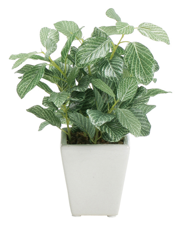 ミニポット フィットニア