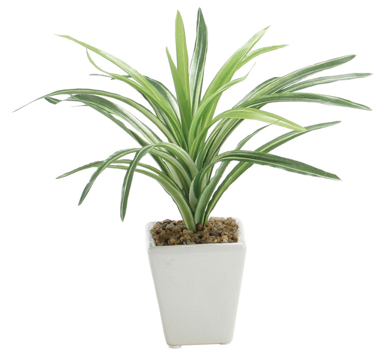 ミニポット ドラセナ