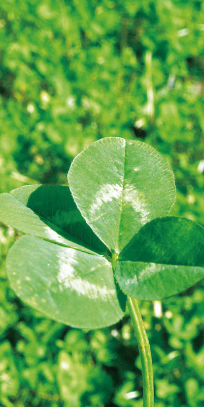 タペストリー クローバー