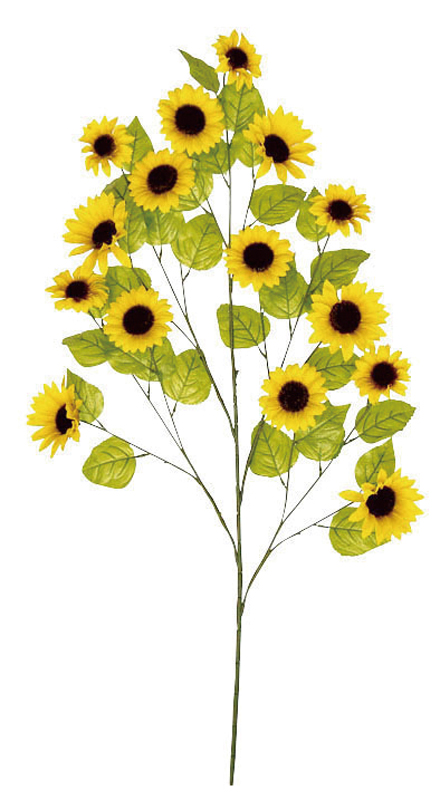 大枝サンフラワー