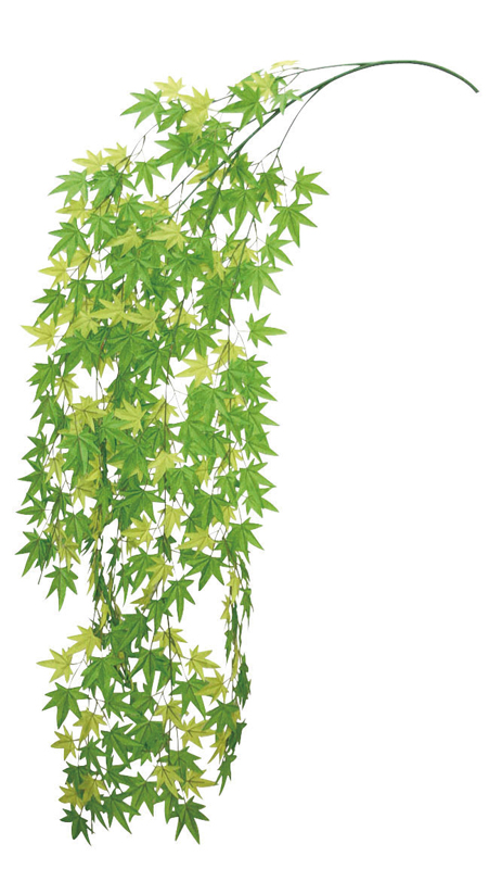 メイプルリーフバイン