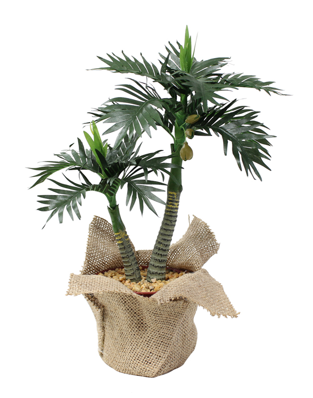 ミニポットヤシ