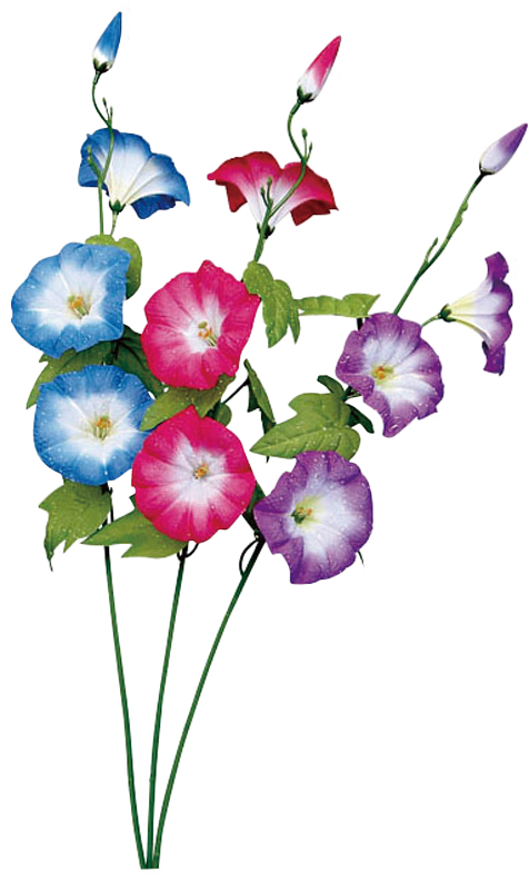 スプレイシルキー朝顔