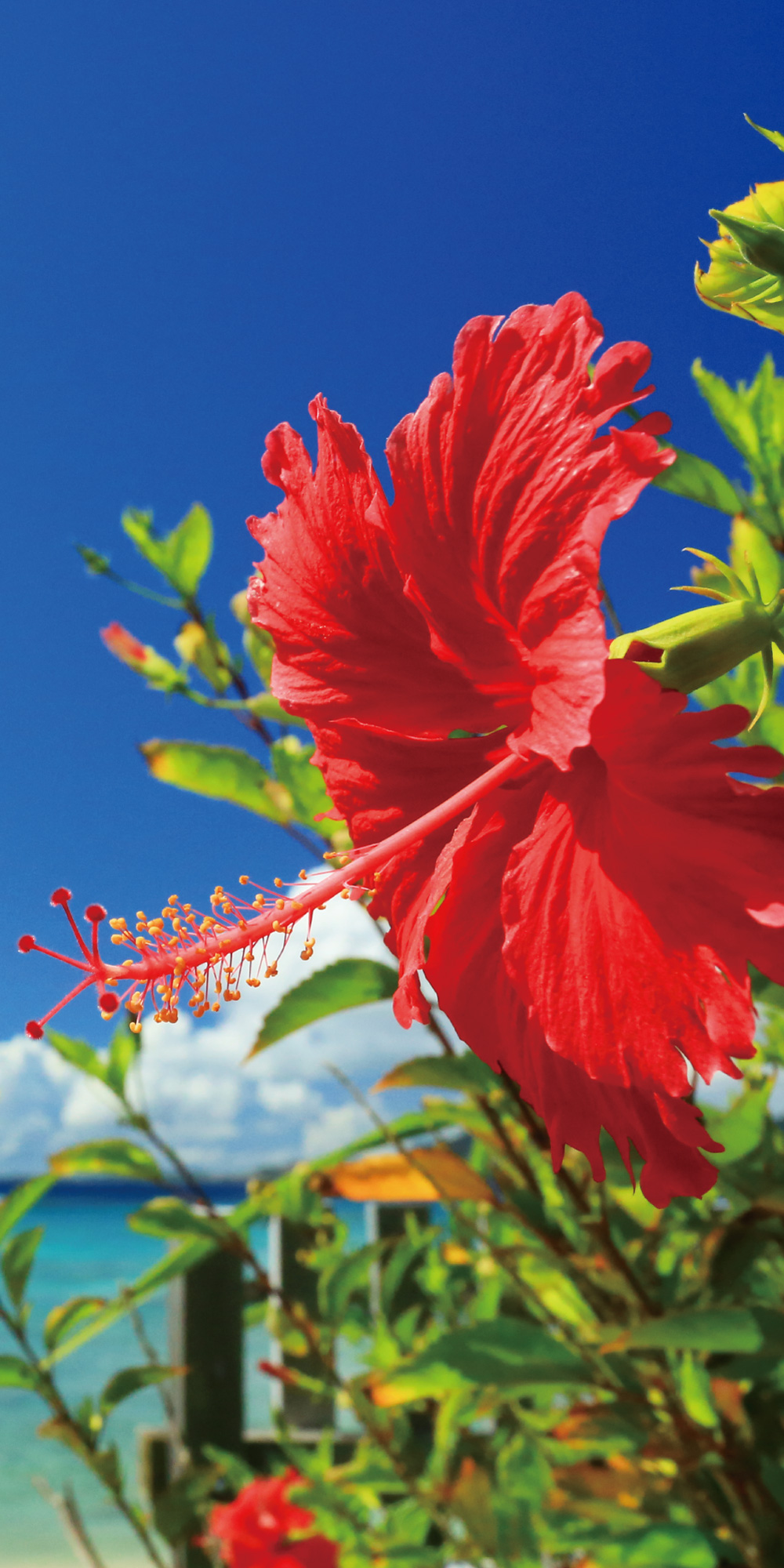 タペストリー(防炎)ハイビスカス