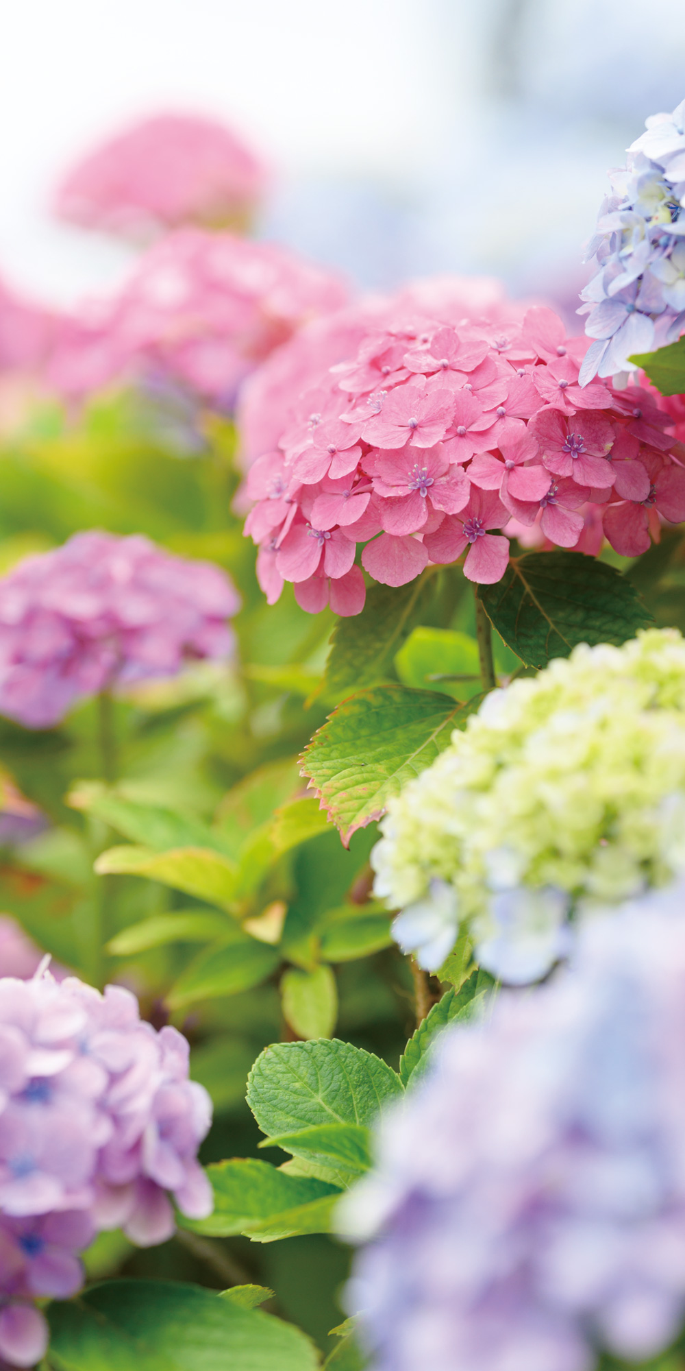 タペストリー(防炎)ハイドレンジア