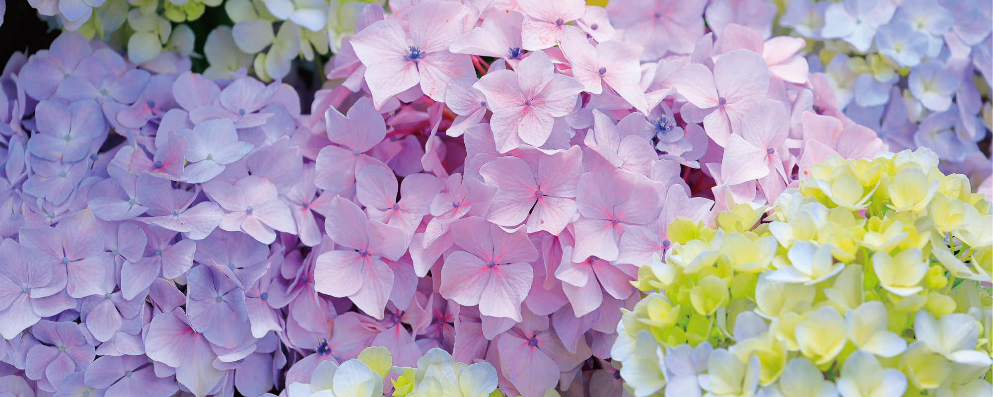 ディスプレイシート ハイドレンジア