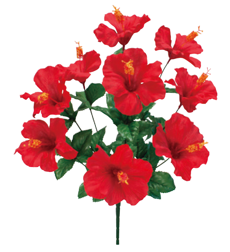 ハイビスカスブッシュ