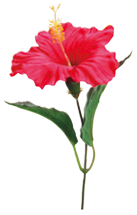 ハイビスカスピック