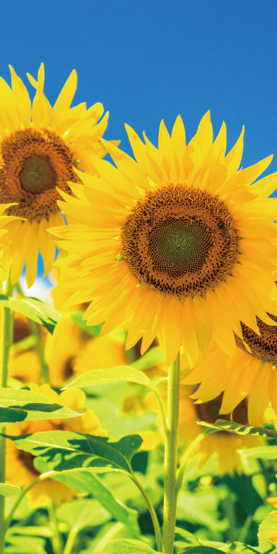 タペストリー(防炎)満天ひまわり