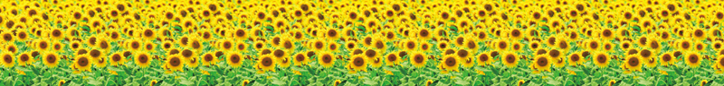 ロール幕 ひまわり畑