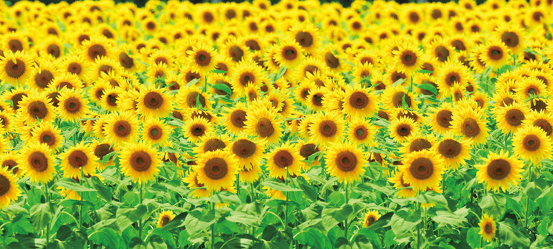 ディスプレイシート ひまわり畑