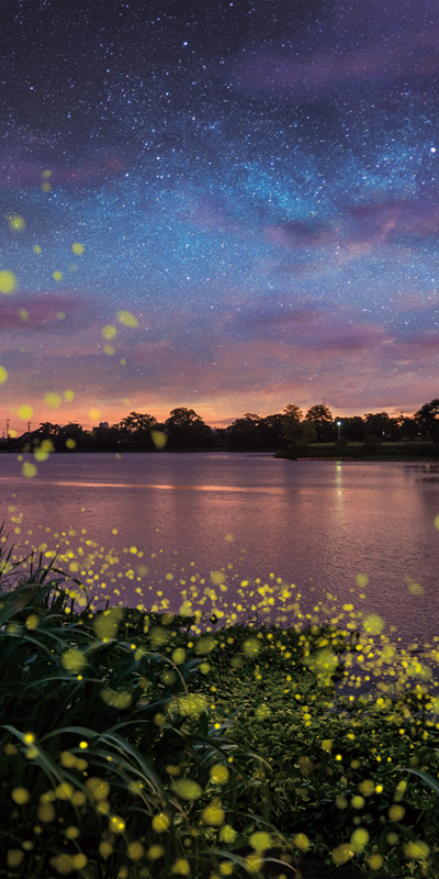タペストリー(防炎)ほたる