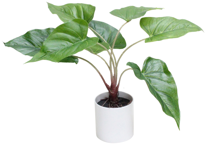 40cmアンスリューム