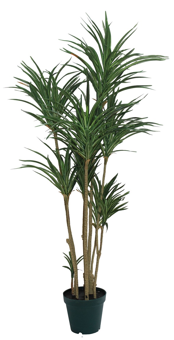 ユッカ H105cm(鉢付き)