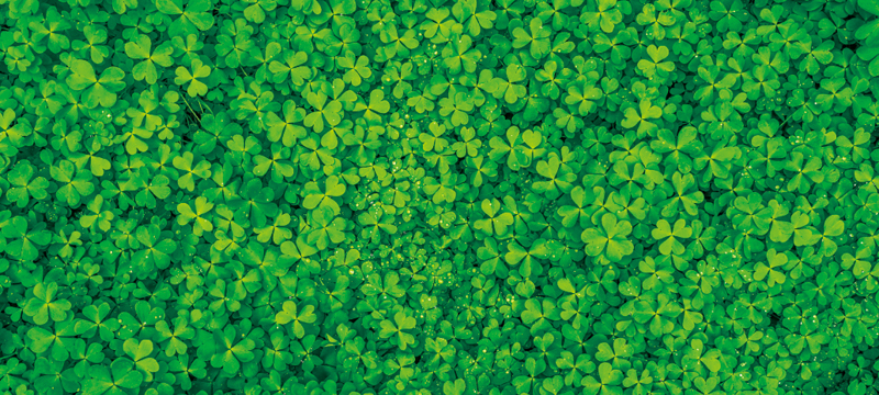 ディスプレイシートクローバー