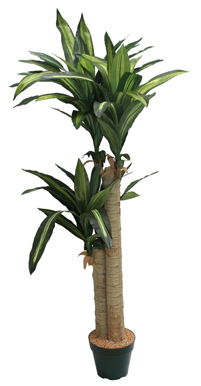 ドラセナ H128cm(鉢付き)