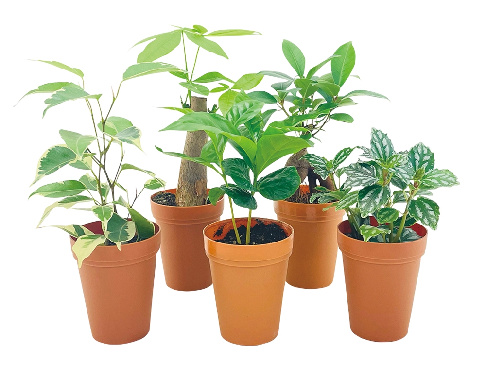 ミニ観葉植物ポットミックス１個